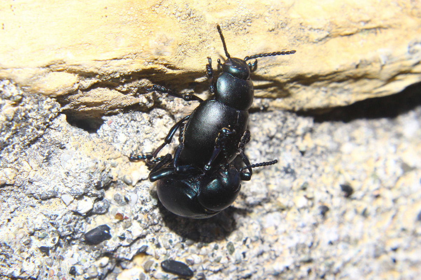 Coleoptera da determinare-6: Timarcha nicaensis (cf.)